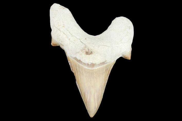Fossil Shark Tooth (Otodus) - Morocco #103201